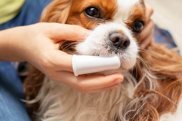A person brushes a dog's teeth using a finger brushing tool