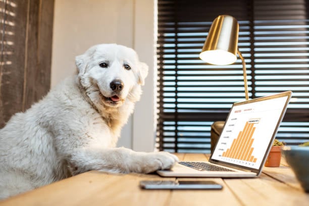Spring Forward: Preparing Your Pet-Care Business for Q2