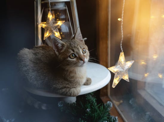 kitten looking outside of window decorated with seasonal decor