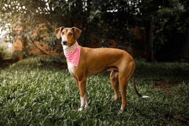 Spring into Success: Seasonal Promotions for Pet-Care Businesses