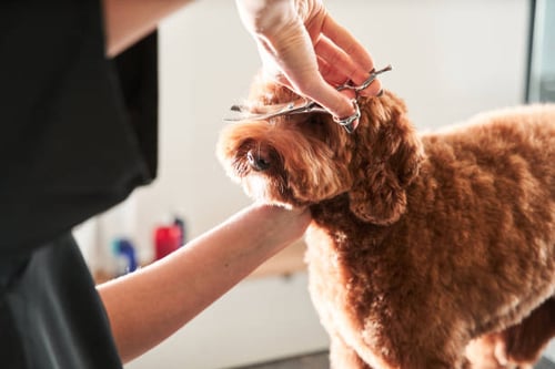 Proper Grooming for Various Dog Breeds: A Comprehensive Guide