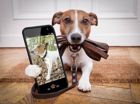 dog with leash and smartphone