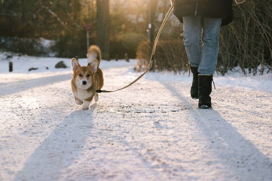 An owner and dog walk outside in snow