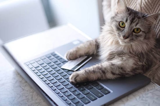 A cat sits in front of a laptop