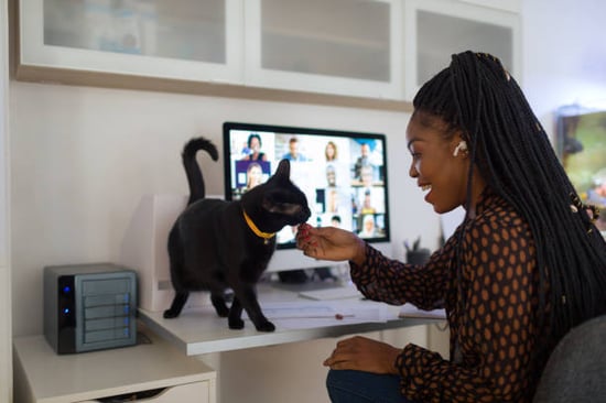 cat lover networking with people on video call