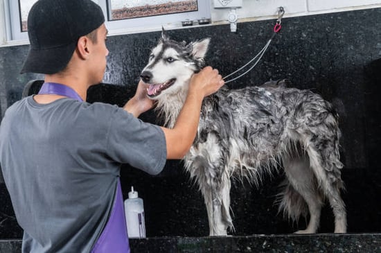 groomer washing smiling dog at a pet grooming business