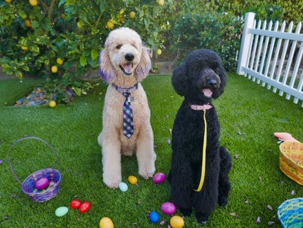 Spring into Success: Seasonal Promotions for Pet-Care Businesses