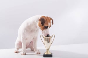 Pet-Care Business Social Media Marketing: A Crash Course