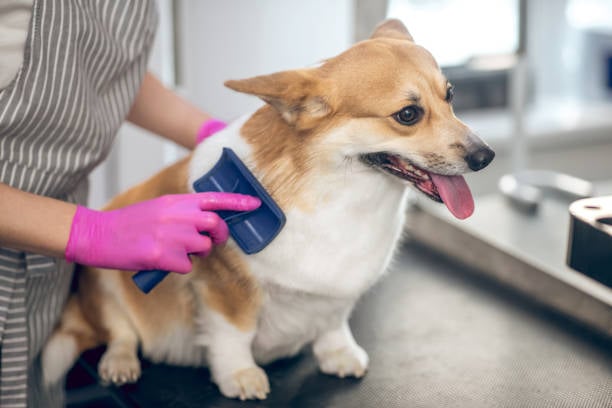 Dog Grooming 101: Essential Steps and Tools | Revelation Pets