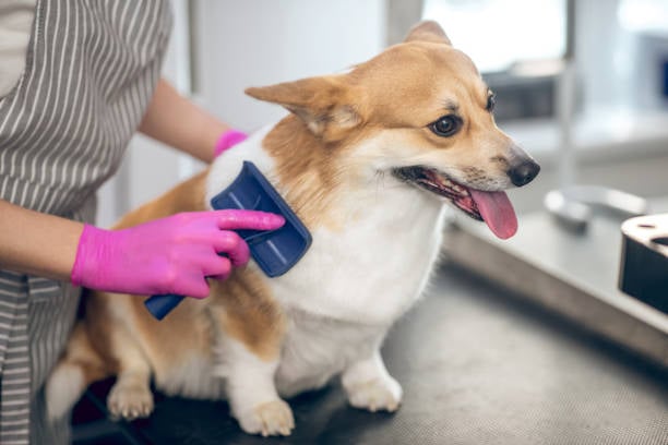 Dog Grooming 101: Essential Steps and Tools