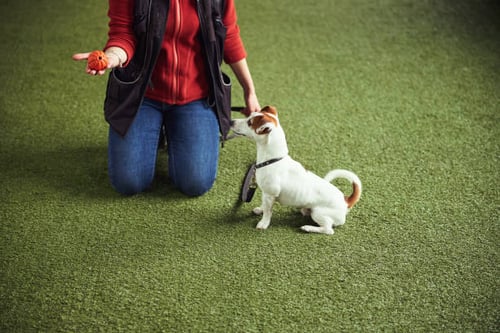 The Benefits of Group Play vs. Individual Play at Dog Daycare 