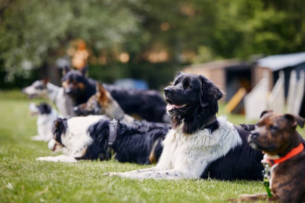 Incorporating Positive Reinforcement in Dog Training