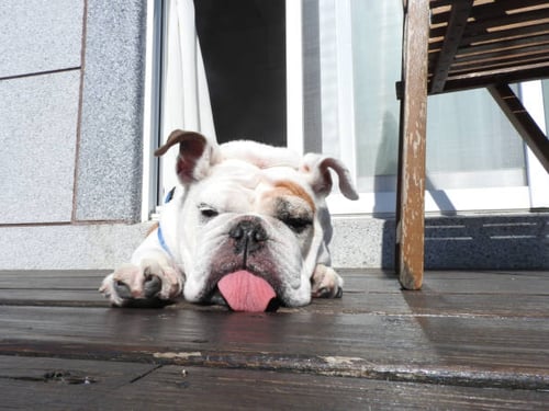 Preventing Heatstroke in Dogs