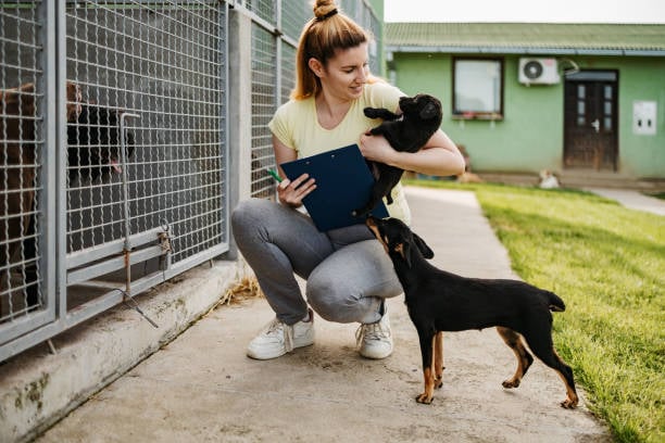busy kennel owner juggling a clipboard, pencil, and puppy surrounded by dogs
