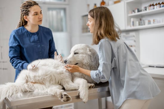 concerned pet parent and dog groomer talking