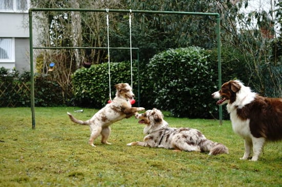 pups playing outside at a dog daycare
