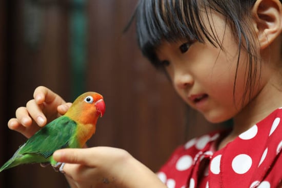 little girl with the best pet bird species for her age