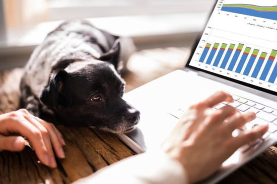 dog looking on as pet caregiver runs a report in their pet business software