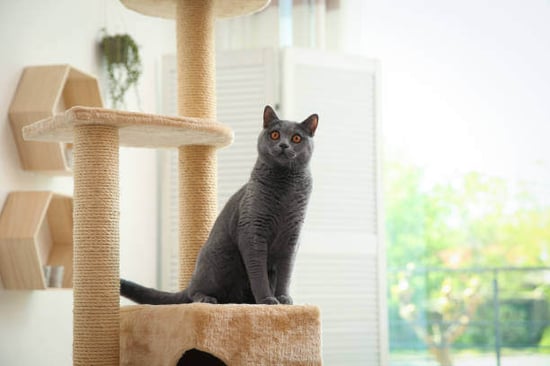A cat sits on a cat tower