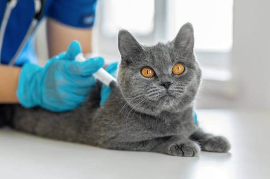 Cat getting a shot
