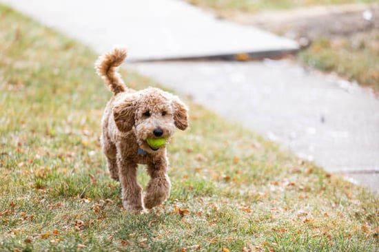 A dog plays with a ball outside
