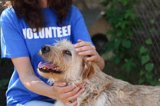 Pet charity volunteer
