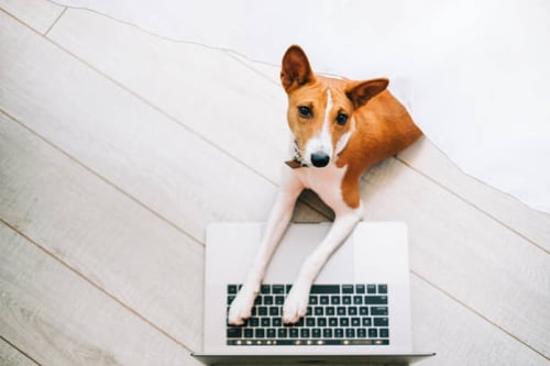 How to Leverage Email Marketing for Your Pet-Care Business
