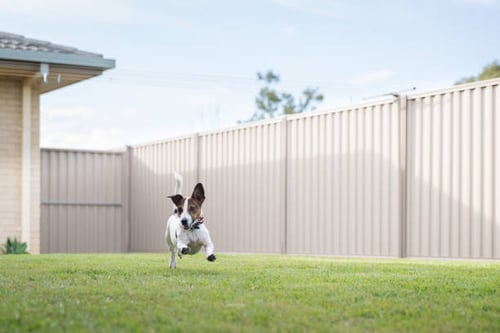 Rubber padding for deals dog run