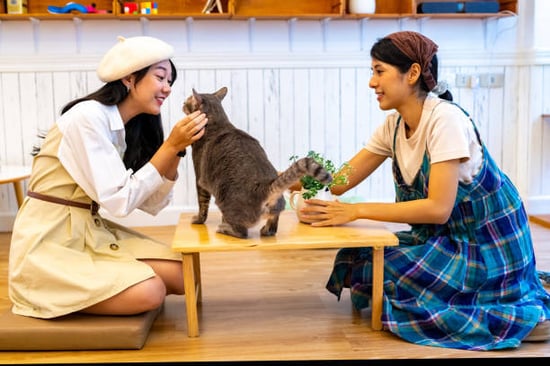 two women at a japanese cat cafe