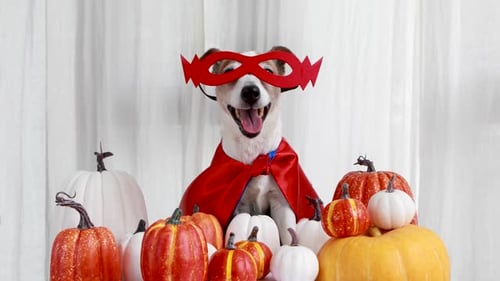 Incorporating Seasonal Decor: Making Your Pet Business Fall-Ready