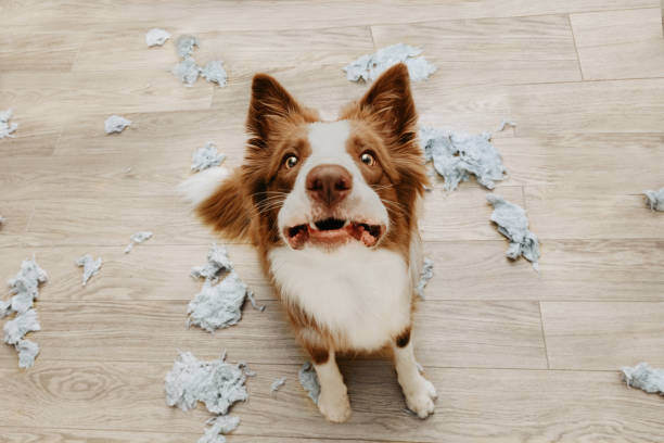 Addressing Separation Anxiety in Dogs