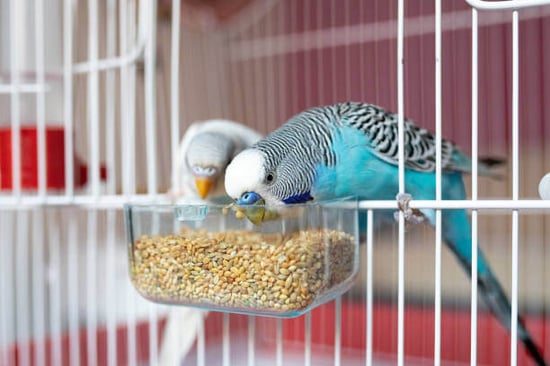 Pet birds eating seed