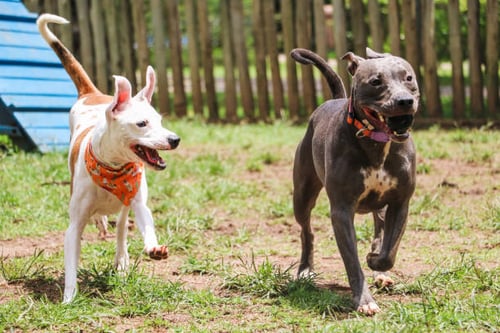 Navigating Noise Control in Dog Daycares