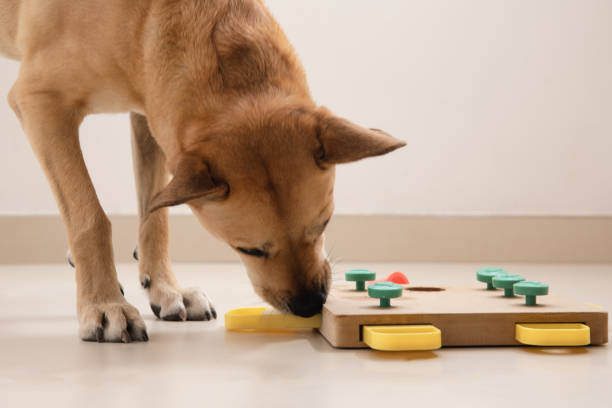 Treats vs. Toys: Balancing Rewards and Nutrition for Your Pet
