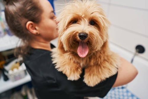 How to Incorporate Eco-Friendly Practices into Your Dog Grooming Business