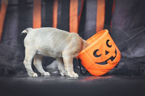 10 Ways to Celebrate Halloween with Your Canine Customers