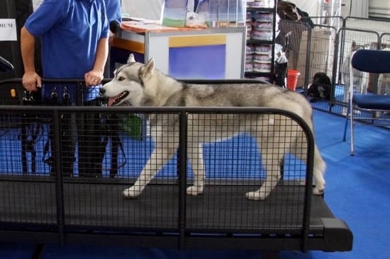dog on the treadmill while a coach looks on