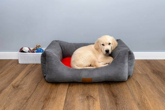A puppy lays on a dog bed