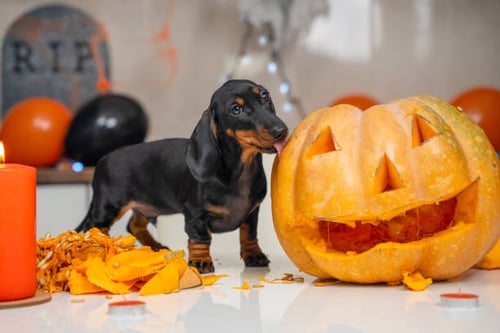 10 Ways to Celebrate Halloween with Your Canine Customers