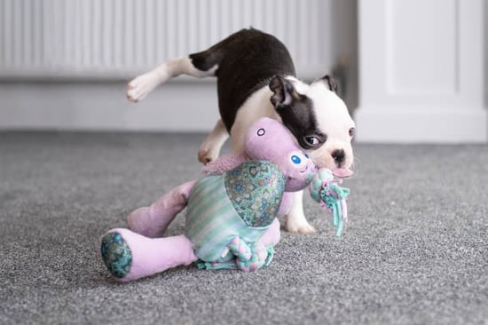 cute French bulldog puppy with toy