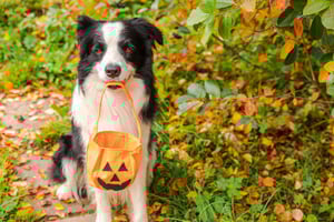 istockphoto-1342425100-612x612