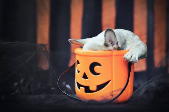 dog in halloween candy bowl