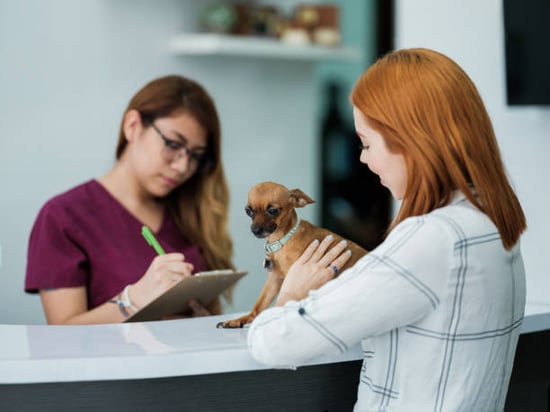 pet business receptionist at front desk with parent and chihuahua