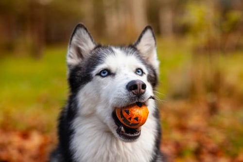 Incorporating Seasonal Decor: Making Your Pet Business Fall-Ready