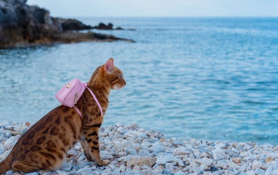 Bengal cat with backpack traveling near water with pet parent