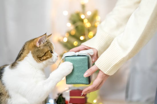 cat receiving holiday present