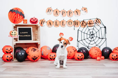 10 Ways to Celebrate Halloween with Your Canine Customers