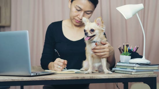 dog boarding business owner filling out a checklist with a small dog nearby
