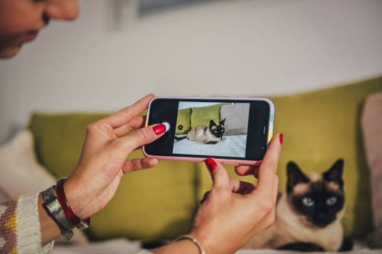 pet business owner taking photos and videos of siamese cat for website