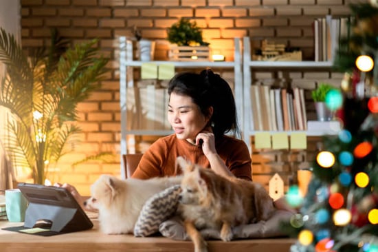 per-care business owner in festive office with two dogs and tablet